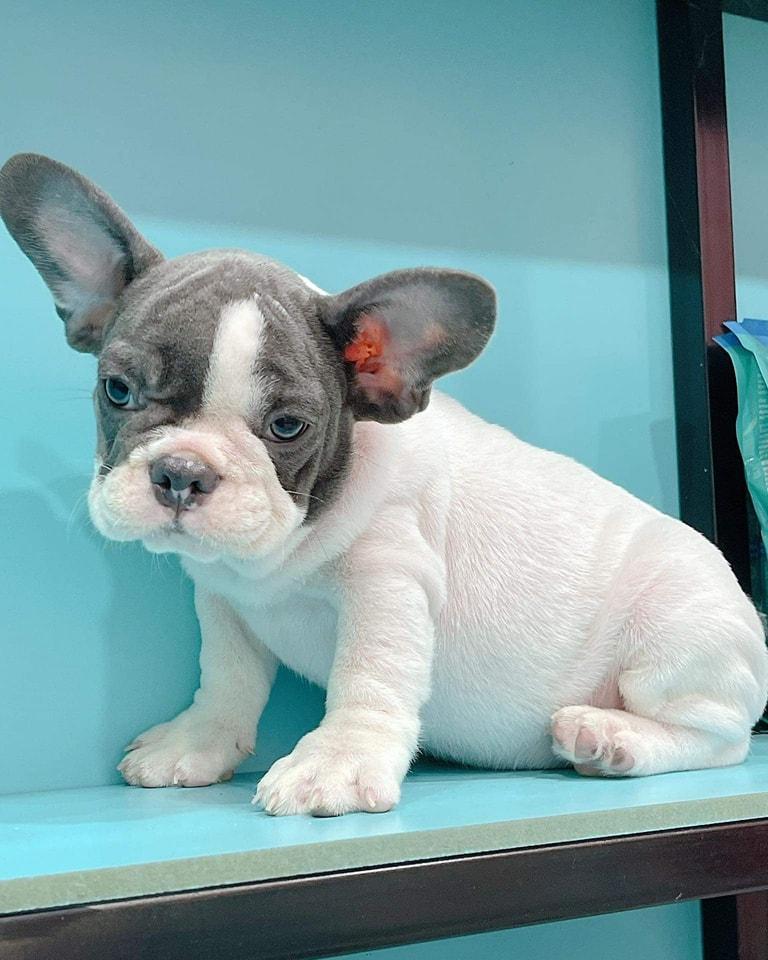 Top 4 địa điểm vàng mua chó Bull Pháp chuẩn thuần chủng tại TP.HCM