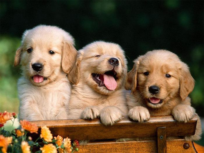 Top 6 Địa chỉ mua chó Golden & Samoyed đáng tin cậy nhất TP.HCM