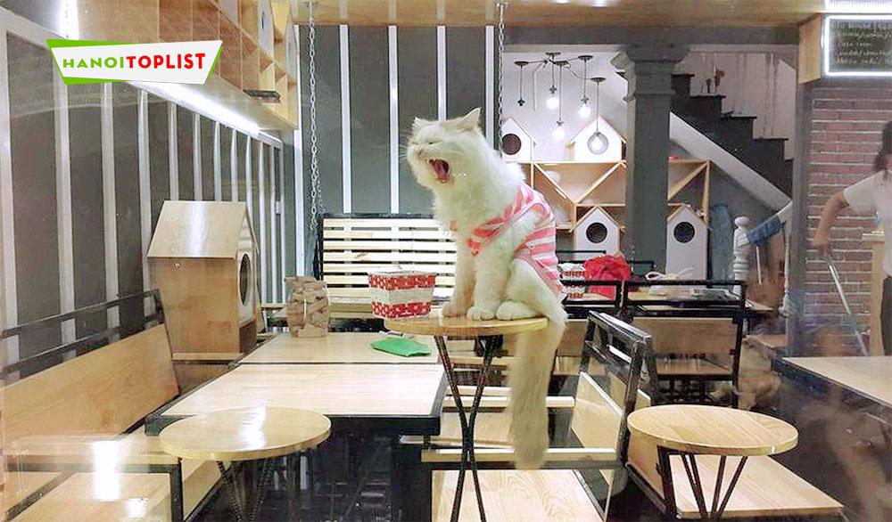 Khám phá top 15 quán cà phê mèo tại Hà Nội, điểm đến lý tưởng cho những tín đồ yêu mèo, với không gian đáng yêu tại Mồn Lèo