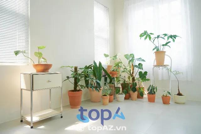 5 địa điểm mua cây cảnh đẹp nhất Quy Nhơn không thể bỏ qua