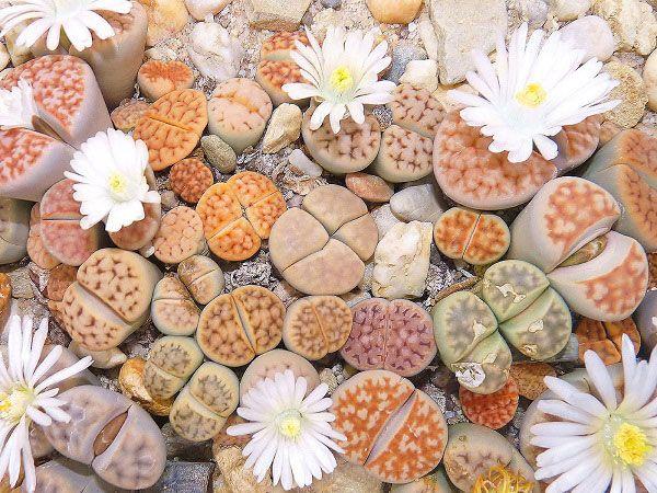 Top 14 loài hoa cảnh được giới trẻ và dân văn phòng săn đón nhiều nhất