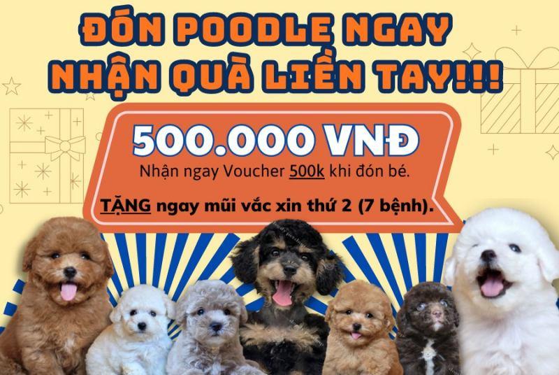 8 Địa chỉ mua bán thú cưng chất lượng và uy tín nhất tại TP.HCM