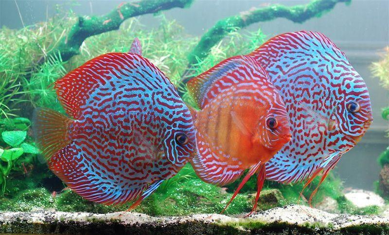 Top 10 loài thú cưng được yêu thích nhất