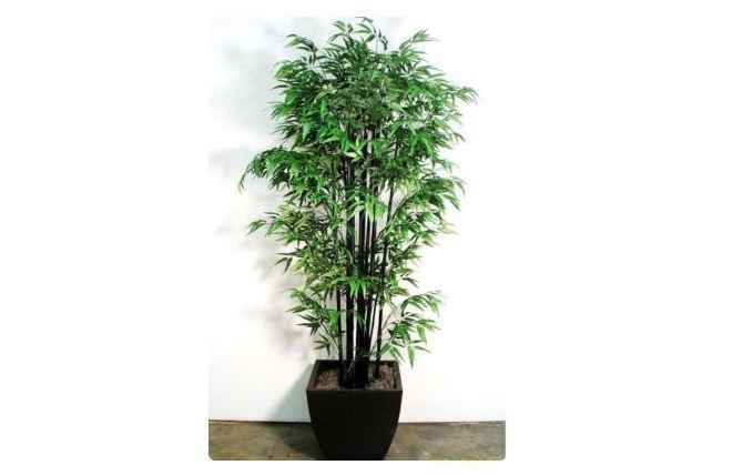 12 Loại cây cảnh độc đáo và ý nghĩa nhất để làm quà mừng thọ