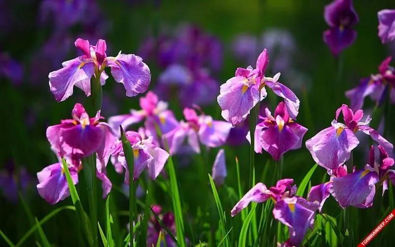 Top 15 Loài hoa đại diện cho tình bạn
