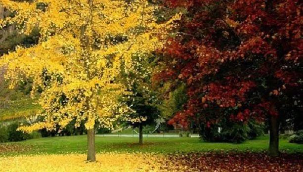 10 Bài phân tích xuất sắc nhất về đoạn trích 'Hai cây phong' trong kiệt tác 'Người thầy đầu tiên' của đại văn hào Ai-ma-tốp