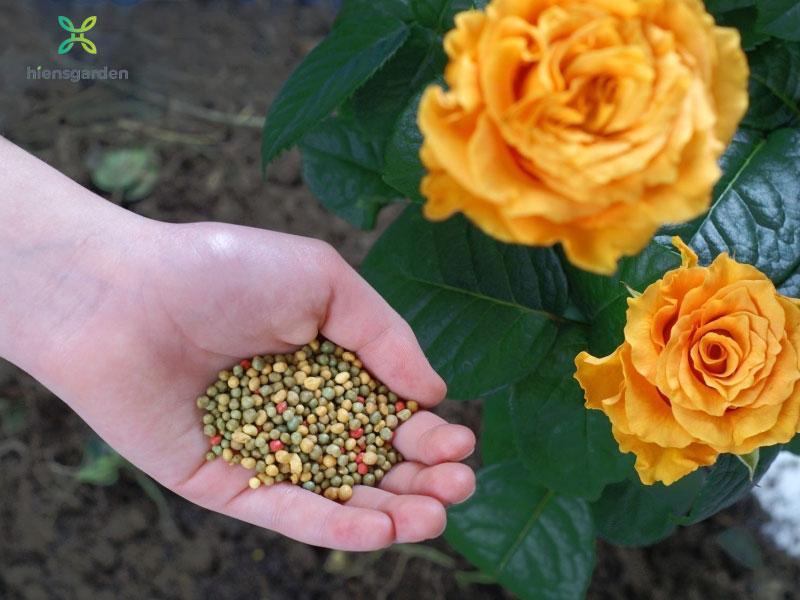 10 Bí Quyết Giúp Hoa Nở Nhanh Chóng Một Cách Tự Nhiên