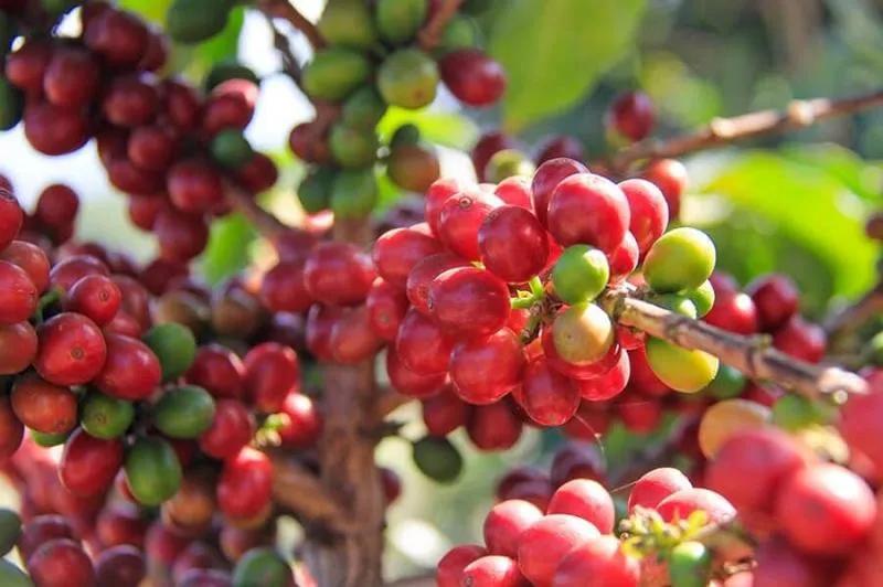 Khám phá 4 dòng Arabica thượng hạng được yêu thích nhất tại Việt Nam