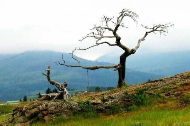 Top 10 Loại thực vật kỳ bí nhất hành tinh
