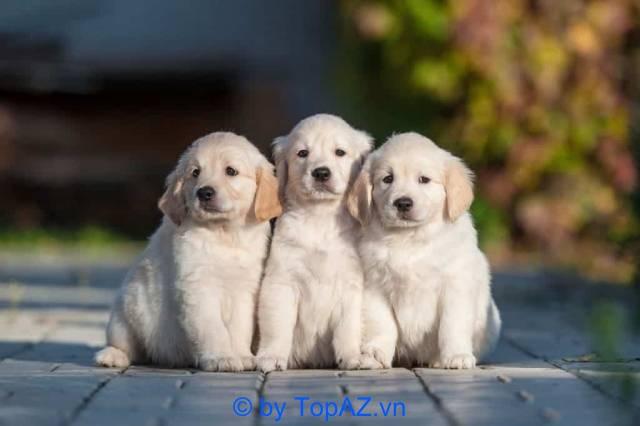 Top 5 cửa hàng bán chó Golden uy tín tại Hà Nội được đánh giá cao