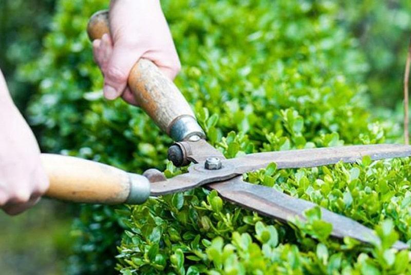 Top 10 đơn vị cắt tỉa cây xanh chuyên nghiệp và đáng tin cậy nhất tại TP.HCM