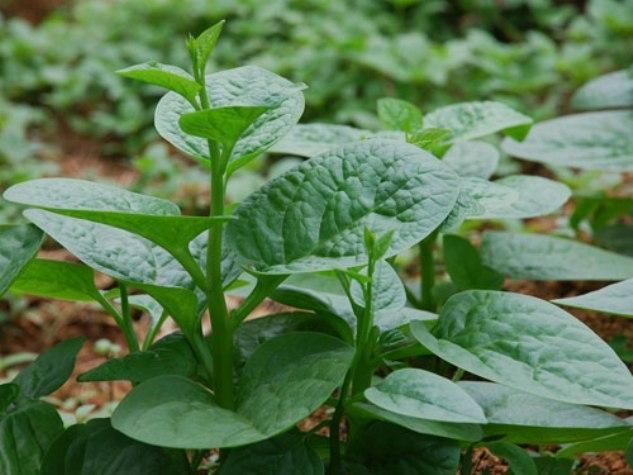 Top 15 Loại Rau Quả Hỗ Trợ Điều Trị Mụn Hiệu Quả Mà Bạn Nên Thử