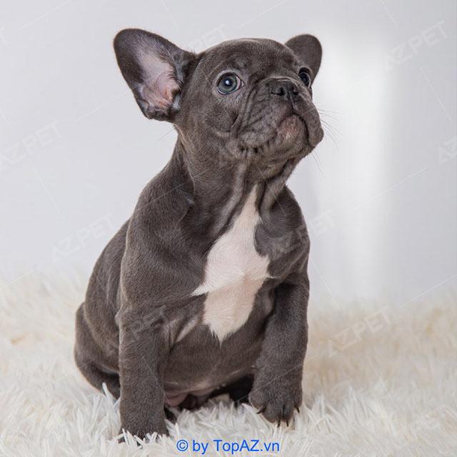 Top 5 địa chỉ đáng tin cậy mua chó Bulldog Pháp tại Hà Nội