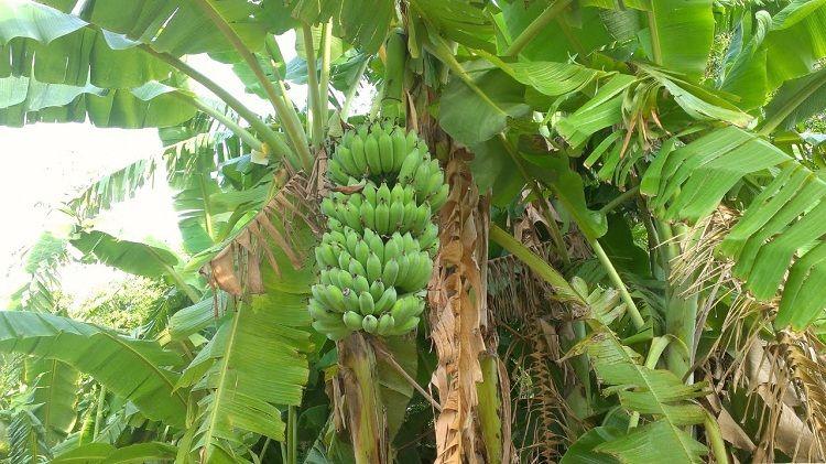 10 Dàn ý mẫu tả cây ăn quả sinh động và chi tiết nhất dành cho học sinh