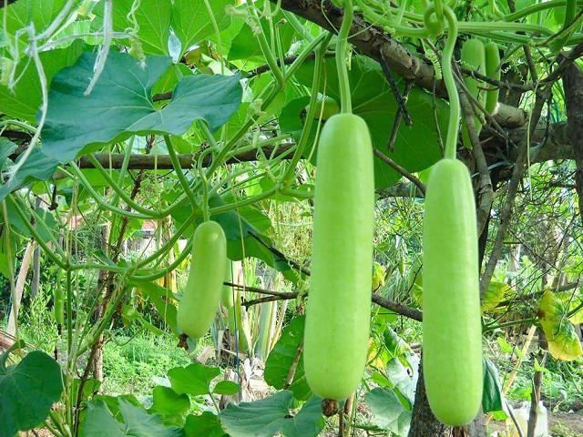 Top 10 Ca dao, tục ngữ về lòng yêu nước sâu sắc và ý nghĩa nhất