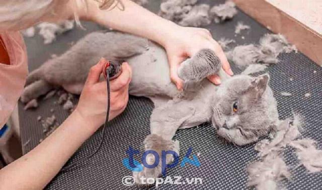 Top 5 địa điểm cắt tỉa lông thú cưng chất lượng nhất tại Cần Thơ