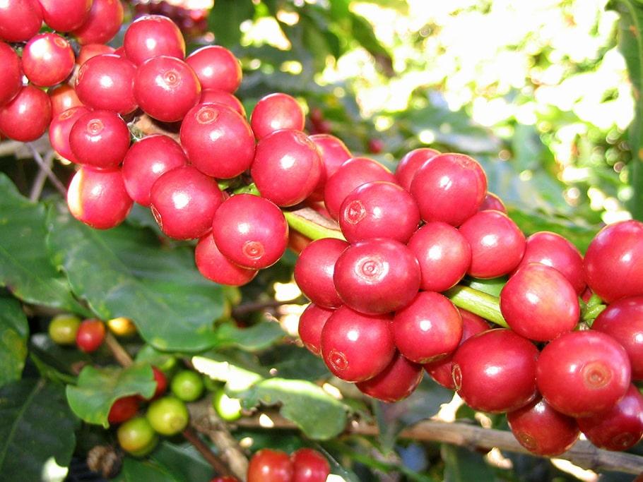 Top 14 bài văn thuyết minh về cây cà phê lớp 8 nổi bật nhất