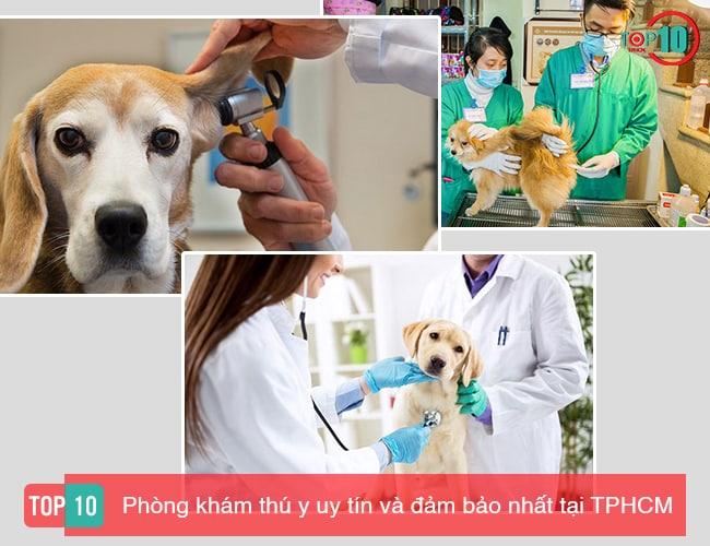 Danh sách 10 phòng khám thú y tại TP.HCM đáng tin cậy và chất lượng nhất