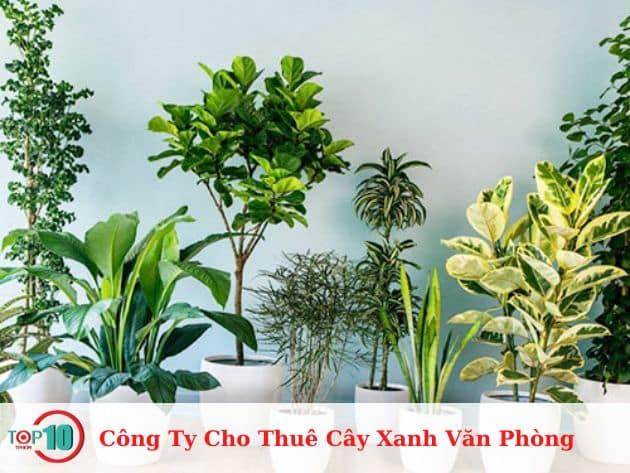 9 đơn vị cho thuê cây cảnh văn phòng chất lượng nhất TP.HCM
