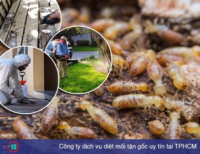 Danh sách 10 dịch vụ diệt mối tận gốc chất lượng và giá cả hợp lý tại TPHCM