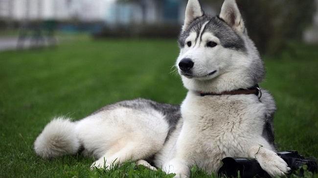 Top 6 Cửa Hàng Bán Chó Alaska Uy Tín Nhất Tại TPHCM