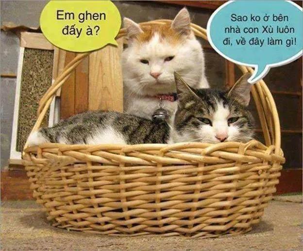 Top 7 Khoảnh khắc 'cười ra nước mắt' của thế giới động vật