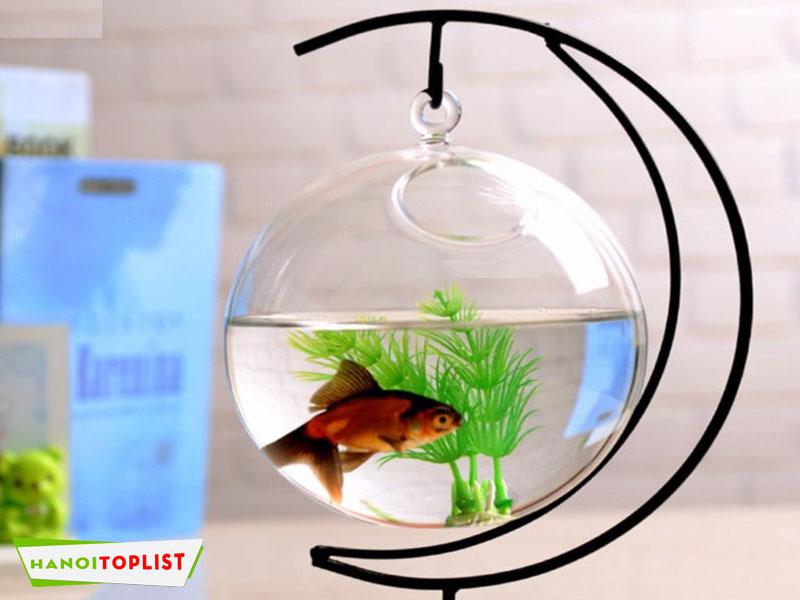 Top 10+ cửa hàng bán bể cá cảnh Hà Nội chất lượng với mức giá hấp dẫn
