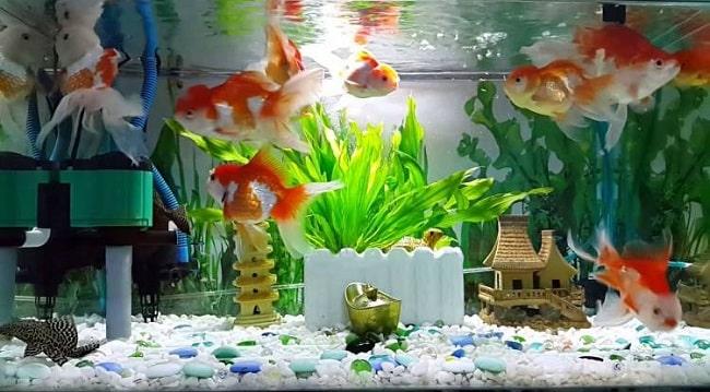 Danh sách các cửa hàng bán cá cảnh uy tín tại Sài Gòn và gần nhất
