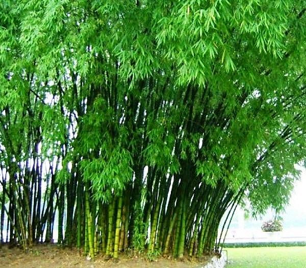 9 bài phân tích ấn tượng nhất về tác phẩm "Cây tre Việt Nam" (Ngữ văn 7 - SGK Cánh diều)