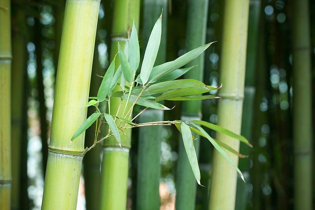 Tuyển chọn 8 đoạn văn cảm nhận sâu sắc nhất về mối gắn bó bền chặt giữa cây tre và đời sống người Việt qua tác phẩm 'Cây tre Việt Nam' (Ngữ văn 6 - SGK Kết nối tri thức)