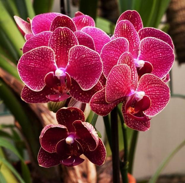 10 loại cây dễ trồng giúp ngôi nhà bạn thêm sinh động và rực rỡ sắc màu