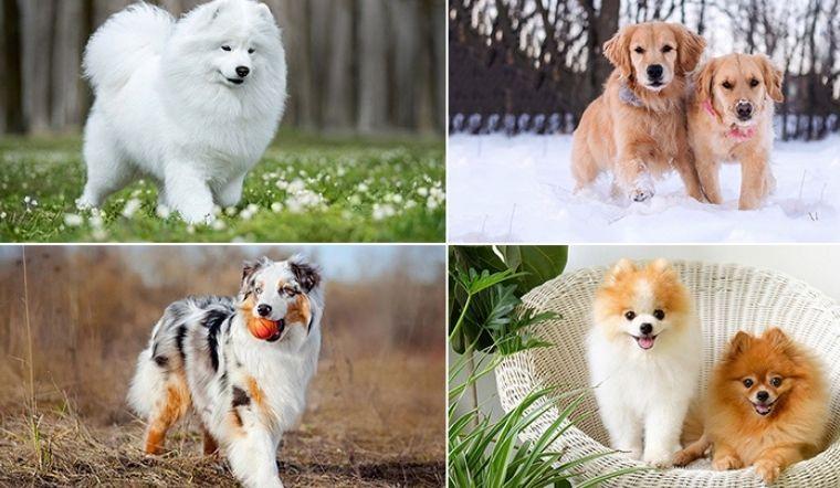 Khám Phá Top 11 Cửa Hàng Mua Chó Cảnh Uy Tín Nhất Tại Hà Nội