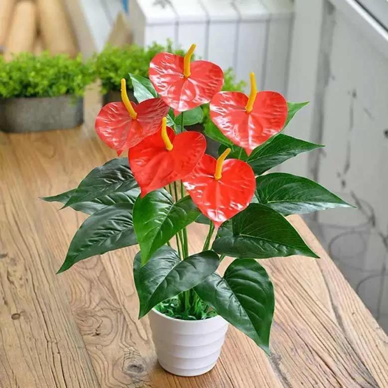 Top 15 Loại cây cảnh đẹp và ý nghĩa phong thủy nên trồng trong không gian sống