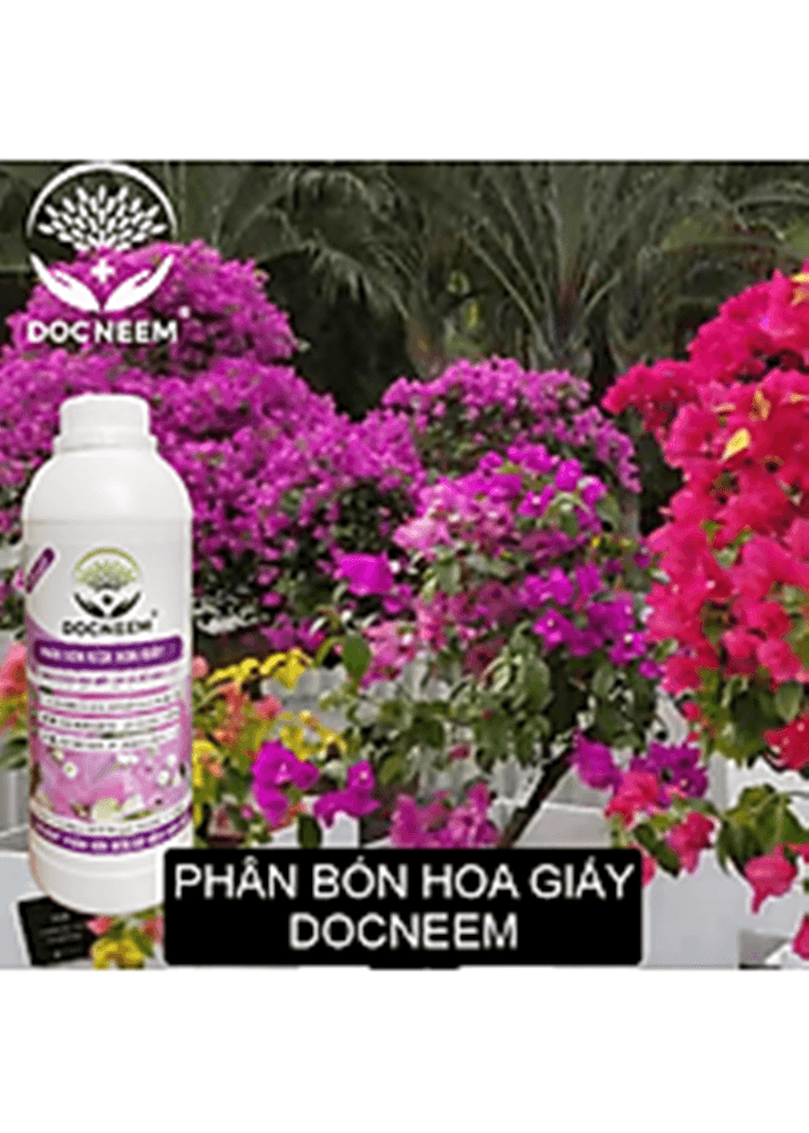 Top 5 loại phân bón lý tưởng cho cây hoa giấy phát triển rực rỡ