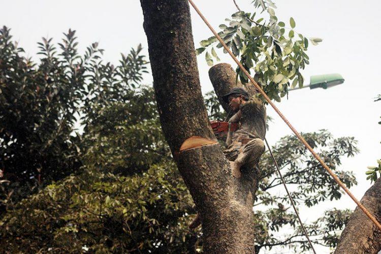 Top 10 đơn vị chặt hạ cây uy tín nhất TP.HCM - Chất lượng đã được kiểm chứng