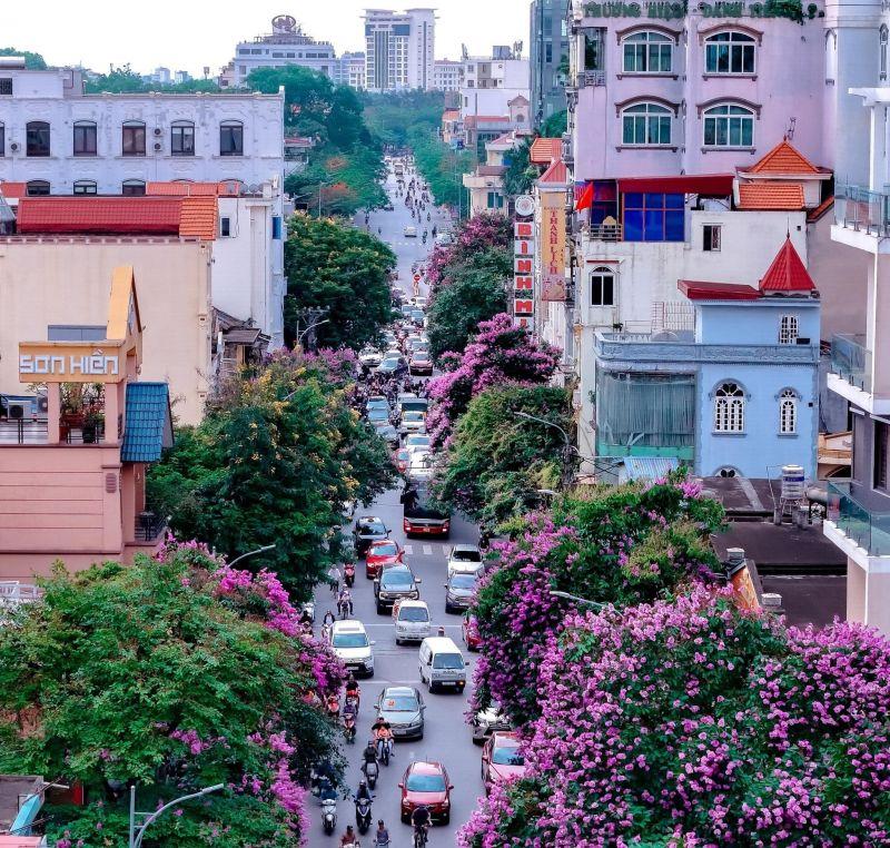 10 dòng STT xúc động nhất về hoa bằng lăng - Ký ức tím học trò