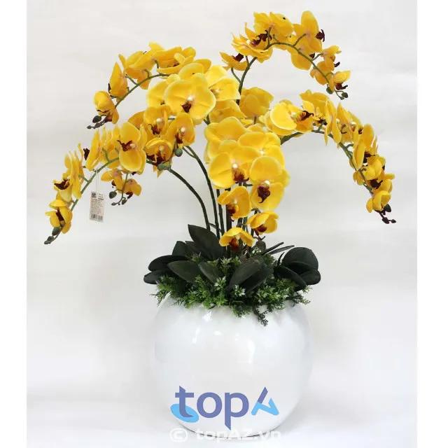 5 địa điểm vàng mua hoa lan hồ điệp chất lượng tại Q. Tây Hồ - đa dạng kích thước, kiểu dáng