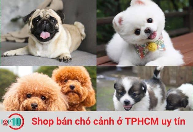 Top 20+ cửa hàng chó cảnh giá tốt & đáng tin cậy nhất TP.HCM
