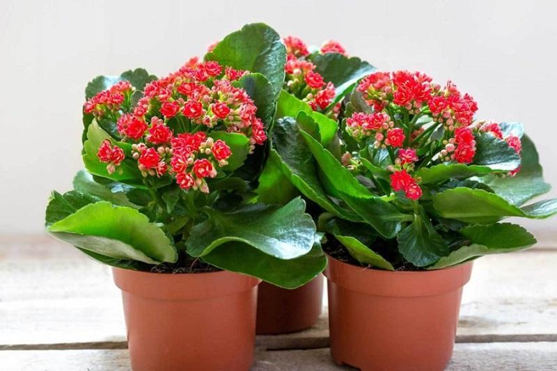 10 Loài Cây & Hoa Đuổi Muỗi Tự Nhiên - Vừa Làm Đẹp Không Gian, Vừa Bảo Vệ Sức Khỏe