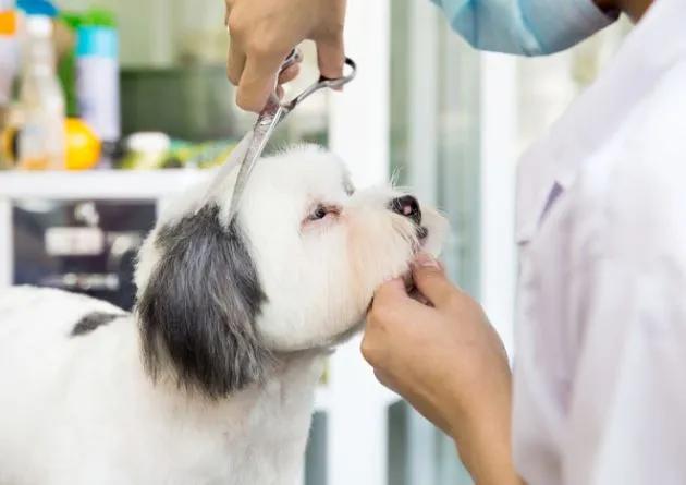 Top 5 spa thú cưng uy tín, giá tốt nhất tại Gò Vấp dành cho boss