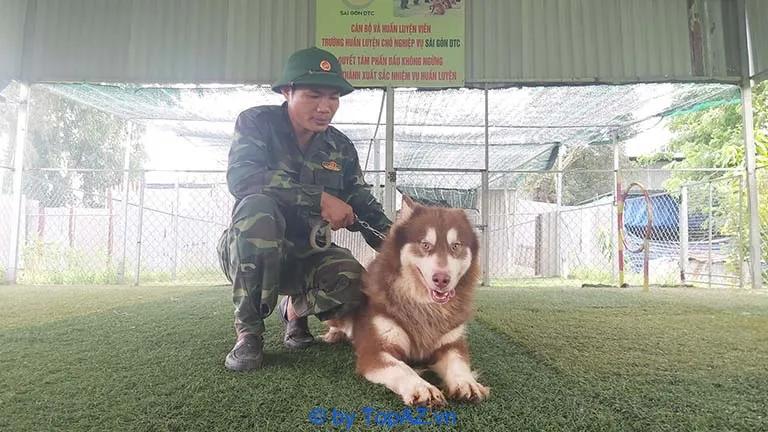 Top 5 địa chỉ phối giống chó Alaska chất lượng tại TPHCM