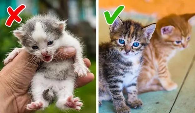 9 Sai lầm thường gặp khi nuôi thú cưng mà nhiều người không ngờ tới