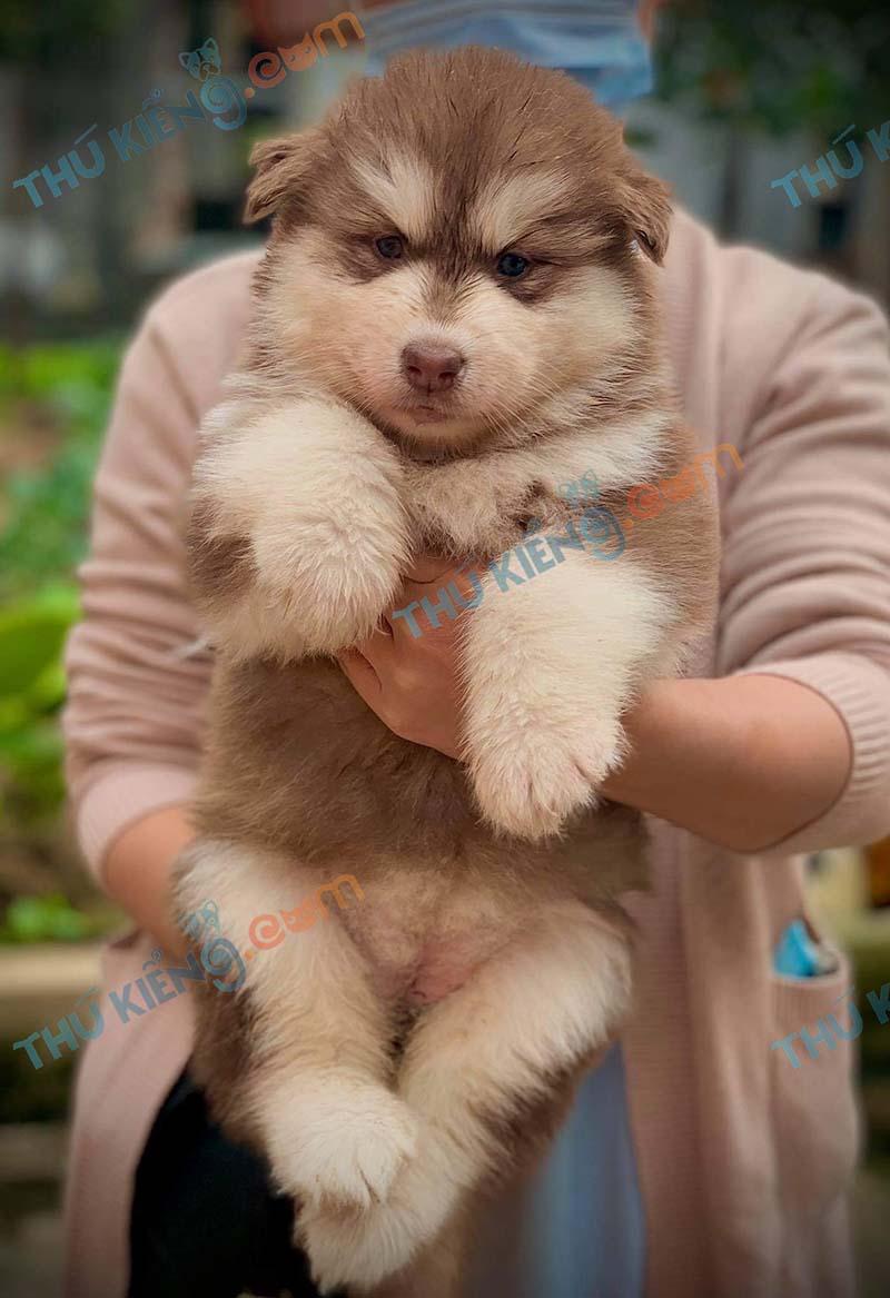 6 Địa chỉ uy tín để mua chó Alaska tại Việt Nam