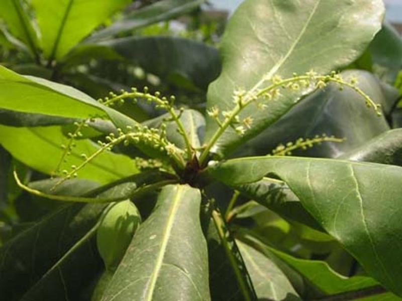 Top 10 Bài văn miêu tả cây bàng đặc sắc nhất