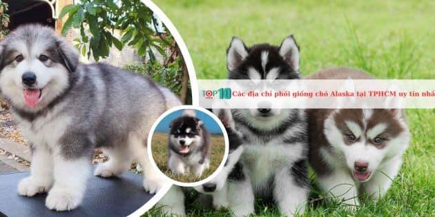 5 địa chỉ phối giống chó Alaska đáng tin cậy nhất tại TP.HCM