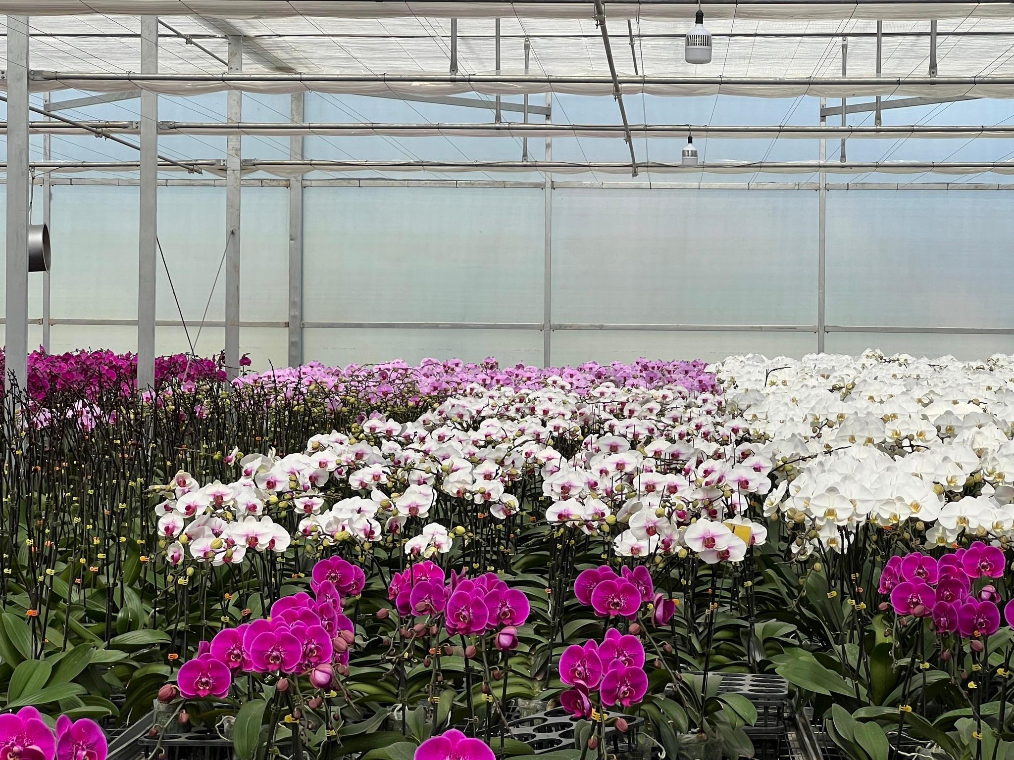 10 địa điểm bán lan hồ điệp đẹp nhất Hà Nội – Gợi ý vàng cho người yêu hoa