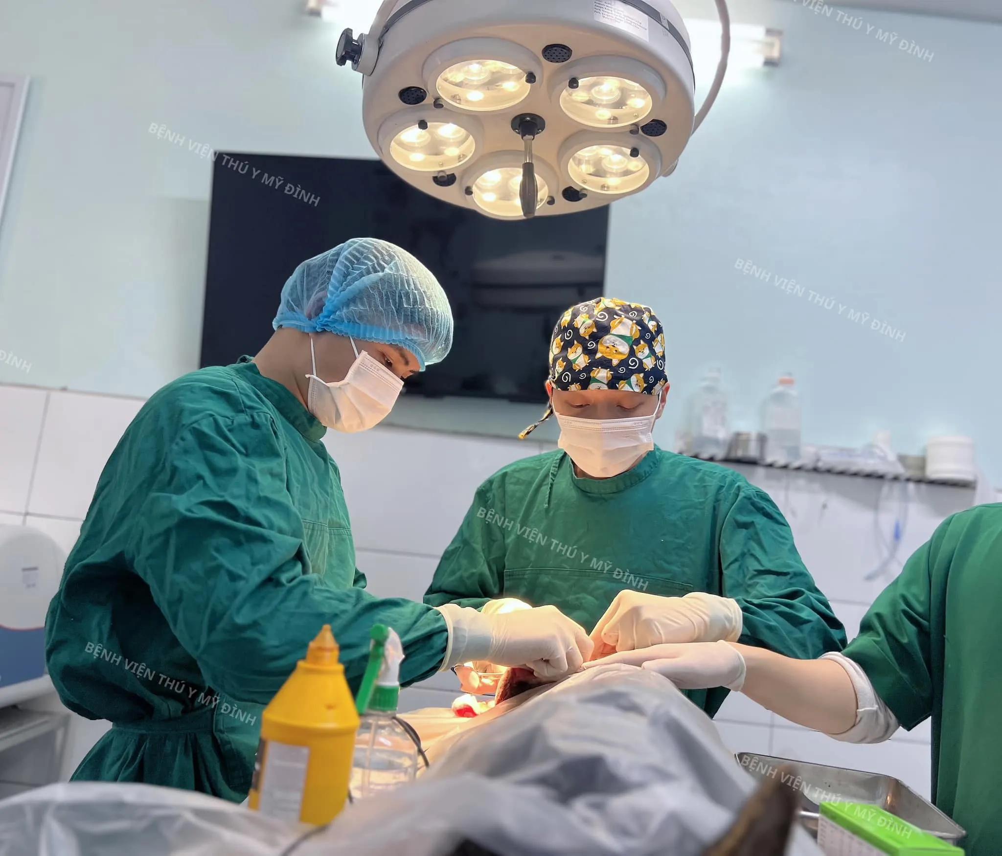 5 đánh giá chi tiết & chân thực nhất về bệnh viện thú y Mỹ Đình