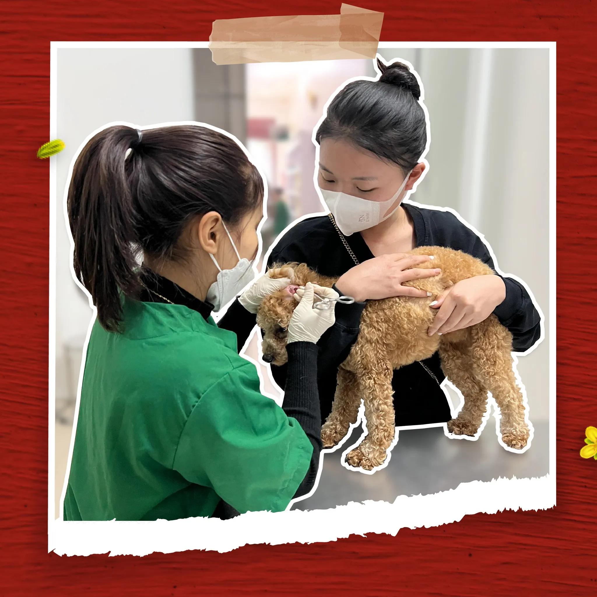 Khám phá 13 đánh giá chi tiết & chân thực nhất về Bệnh Viện Thú Y PetHealth