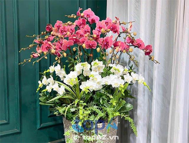 Top 5 Địa chỉ bán lan hồ điệp tại Quận 5 uy tín, giá hợp lý