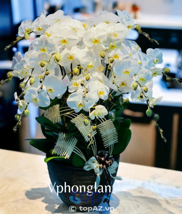 Top 5 địa chỉ mua lan hồ điệp giá tốt tại Quận 2 – giao hàng tận nơi nhanh chóng